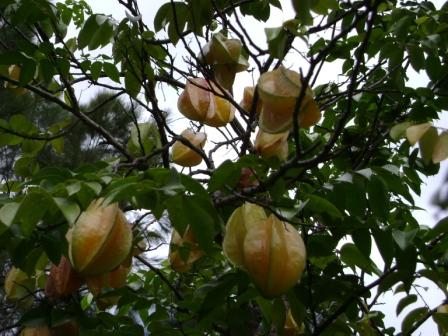 More Starfruits in the Tree